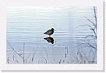 mustaviklo Spotted Redshank 360 * 2702 x 1725 * (2.16MB)